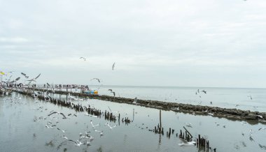 24 Aralık 2023 'te Bangkok, Tayland' da deniz kıyısındaki bir mangrov ormanındaki yuvalarına dönen büyük bir martı sürüsünün görüntüsü. Balıkları yakaladıktan sonra, oluncaya kadar yerler. 