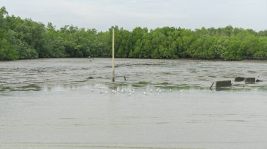 Yoğun ağaçlı bir mangrov ormanının görüntüsü. Deniz suyu ve tatlı su arasında doğal bir engel. Birlikte akan bulutlu açık bir gökyüzü vardı. Ve güneşten gelen yumuşak güneş ışığı.