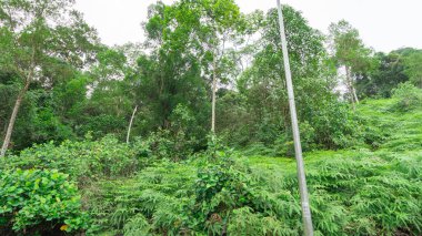Ormandaki manzara atmosferi, doğanın bolluğunu gösteren pek çok uzun ağaç çeşididir. Bu doğal olarak ve bölgedeki insanların yeniden ağaçlandırma kampanyalarından kaynaklanır.. 