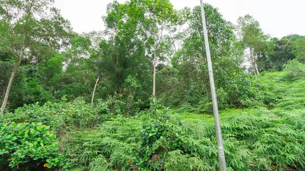 Ormandaki manzara atmosferi, doğanın bolluğunu gösteren pek çok uzun ağaç çeşididir. Bu doğal olarak ve bölgedeki insanların yeniden ağaçlandırma kampanyalarından kaynaklanır.. 