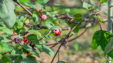 Bitki fotoğrafçılığı: Roselle çiçekleri. Tayland bitkisi. Taze Roselle filizleniyor. Bazı çiçekler kurur ve bitki üzerinde ölür. Çevrelerinde yeşil yapraklar ve çok sayıda dallar vardır. Net bir yüz ve bulanık bir yüz fotoğrafı.