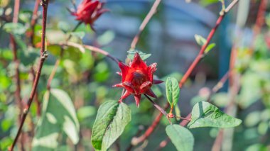 Bitki fotoğrafçılığı: Roselle çiçek bitkisi taze bamya, güzel renk, dolgun, bol yeşil yapraklar, yayılan dallar, iyi ilaç, Tayland otları, yerel otlar, bulanık arkaplanlı temiz fotoğraflar. 