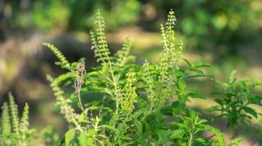 Bitkilerin, fesleğenlerin, sebzelerin, Tayland bitkilerinin, Tayland bitkilerinin baharatlarının, baharatların taze yeşil fesleğen yapraklarının, doğanın bereketli ortamının fotoğrafları. Yüzün görüntüsü net ve sırtüstü.