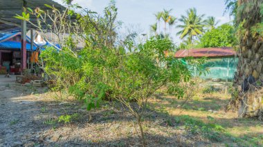Bitkilerin, bitkilerin, fesleğenlerin, sebzelerin, Tayland bitkilerinin, yerel otların fotoğrafları. Arka plan insanların evleri ve kırsal yerleşim alanlarının olduğu bir mutfak bahçesi.. 
