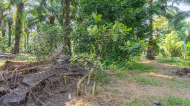 Bahçede hem büyüyen hem de solan çeşitli bitkiler. İcabına bakılan uzun ağaçlar güzel mahsuller üretir. Gübre yapmak için birikmiş ölü yapraklar var.. 