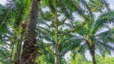 Aşağıdan yukarıya doğru fotoğraflanmış pek çok hindistan cevizi ağacının resmi. Büyüyen gövde ve yapraklara bakın. Ta ki, o, sarp yokuş olana kadar.