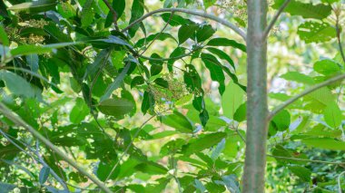 Zehirli olmayan büyüyen bitkiler yapraklardan görülebilir. Böceklerin onları yediği görülebilir. Ta ki delikler oluşana kadar. Resmin renk tonu yeşildir. Bolluk var..