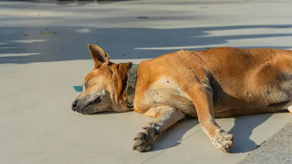 A four-legged animal, a brown-haired Thai dog with a collar, was sleeping on the tile floor of the walkway. It is a dog that lives in the temple. Can be used as an illustration