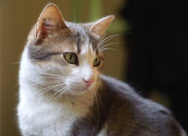 Büyüleyici yeşil gözleri olan sevimli, küçük, gri ve beyaz bir kediyle tanışın.!