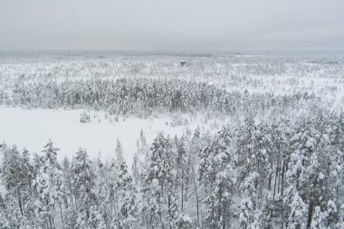 Kışın Estonya doğası, Virüs bataklığında karla kaplı bir orman, İHA 'dan çekilmiş bir fotoğraf. Yüksek kalite fotoğraf
