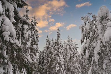 Estonya doğası, ormandaki karla kaplı ladin ağaçları bulutlu mavi bir gökyüzünün arka planına karşı. Yüksek kalite fotoğraf