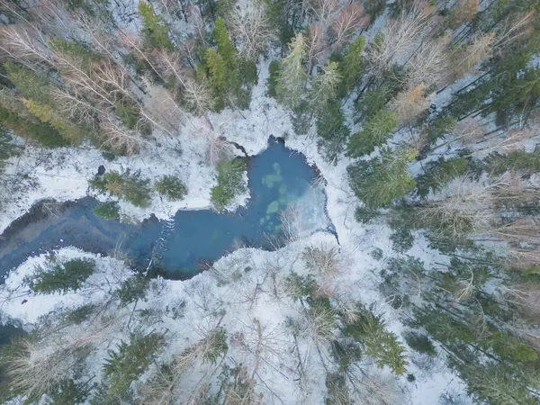 겨울에 에스토니아의 랜드마크 숲에서 슬라바드 항공기의 품질의 — 스톡 사진