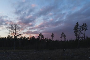 Estonya doğası, günbatımında sonbahar ormanı, bulutlu gökyüzü. Yüksek kalite fotoğraf