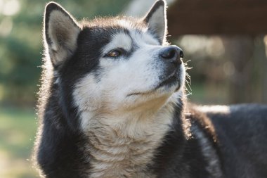 İri köpek mi? Ağızlığın öfkeli bir ifadesiyle, yakın çekim fotoğrafıyla. Yüksek kalite fotoğraf