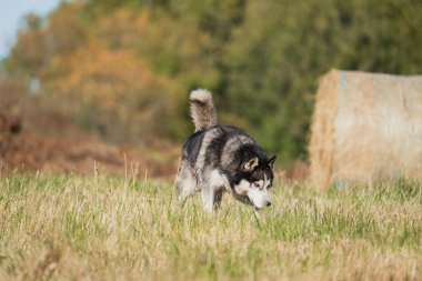 İri köpek mi? Sıcak bir yaz günü, saman demetinin yanında. Yüksek kalite fotoğraf