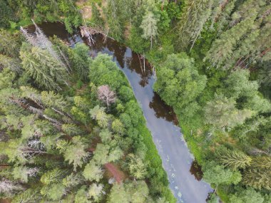 Estonya doğası, yazın ormandan akan Valge nehri, bir dronun fotoğrafı. Yüksek kalite fotoğraf