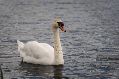 Gölde yalnız bir kuğu yüzüyor, yakından çekilmiş bir fotoğraf. Estonya doğası. Yüksek kalite fotoğraf