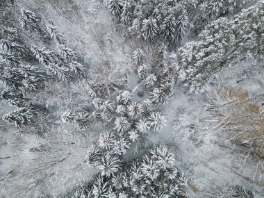 Bir kuadkopterden alınmış, kış karla kaplı bir ormanın fotoğrafı.. 