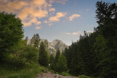 Polonya dağ manzarası. Yazın Tatras 'taki orman. Yüksek kalite fotoğraf