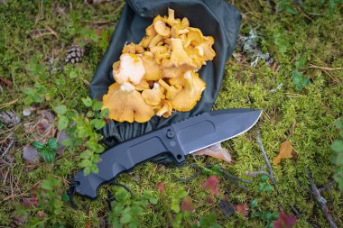Chanterelle mushrooms and tactical folding knife in the forest, close-up photo. High quality photo