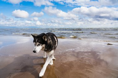 A husky dog ??walks on a sandy beach on Lake Peipus on an autumn day, blue sky with clouds. High quality photo