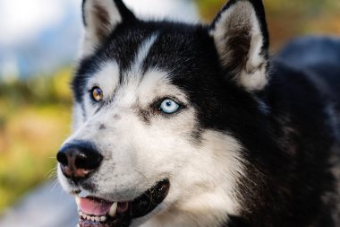 Beautiful dog with multi-colored eyes of the Siberian Husky breed, close-up photo. High quality photo