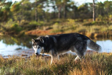 İri bir köpek mi? Çok renkli gözlerle yaz doğasında geziniyor. Yüksek kalite fotoğraf