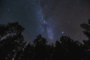 Night scene, starry sky over the forest in autumn. Nature of Estonia. High quality photo