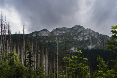 Yazın Polonya Tatra dağlarında kurumuş ölü orman. Yüksek kalite fotoğraf