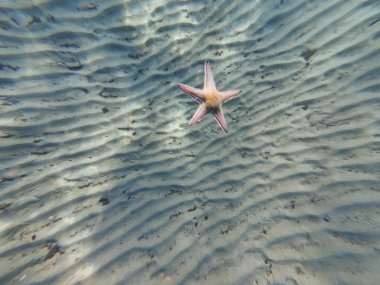 A starfish falls to the sandy bottom. Underwater photo. High quality photo