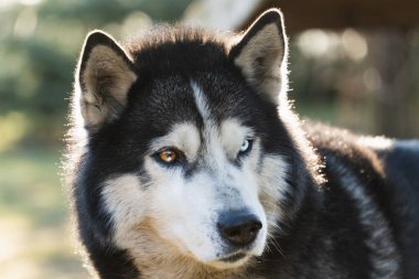 The muzzle of a beautiful husky dog ??with multi-colored eyes. High quality photo