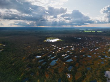 Estonya 'nın güzel manzarası. Sonbaharda Selisoo bataklığının insansız hava aracı manzarası. Yüksek kalite fotoğraf