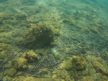 Çevre kirliliği. Denizin dibindeki plastik şişe. Su altı fotoğrafı.. 