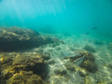 Underwater photo off the coast of Greece, a flock of golden-striped giant whales in the sea. High quality photo