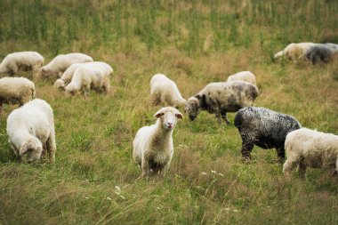 A flock of sheep is grazing in a field and one of the sheep is looking at the camera. High quality photo