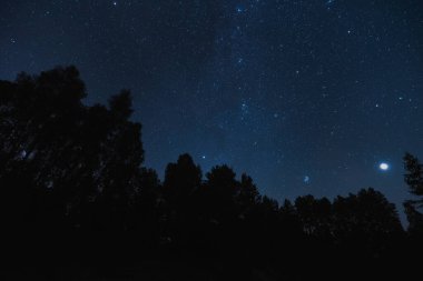 Sonbaharda Estonya 'da yıldızlı gökyüzü olan bir gece ormanı. Yüksek kalite fotoğraf