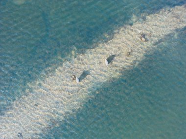 Two swans on the lake, view from a drone. High quality photo