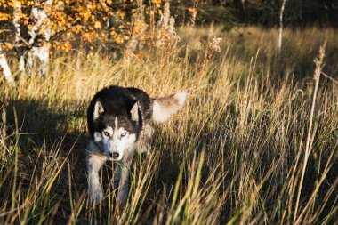 Husky dog ??with multi-colored eyes in the autumn forest. High quality photo