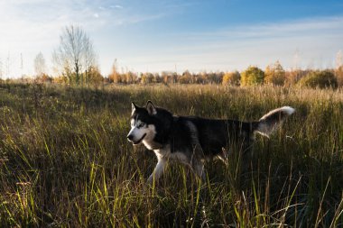 İri köpek mi? Sahada çok renkli gözleri vardı. Yan görünüm.