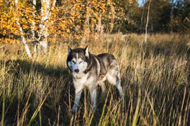 Siberian husky dog ??with multi-colored eyes in the autumn forest. Side view.