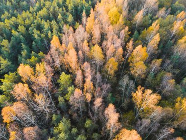 Nature of Estonia, colorful autumn forest, quadcopter above view.