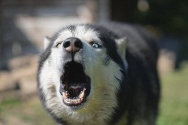 Komik hayvanlar, çok renkli gözleri olan iri yapılı köpekler? ... yüzünü buruşturur, yakın plan fotoğraf çeker. Yüksek kalite fotoğraf