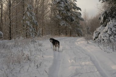 İri bir köpek mi? Gündüz vakti kış ormanlarına bakar. Yüksek kalite fotoğraf