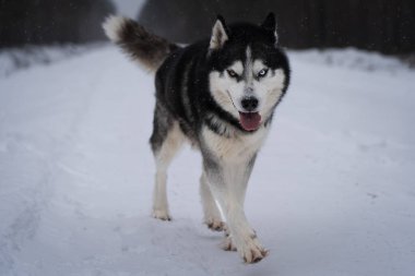 A beautiful Siberian Husky dog ??with multi-colored eyes runs through the snow in winter. High quality photo