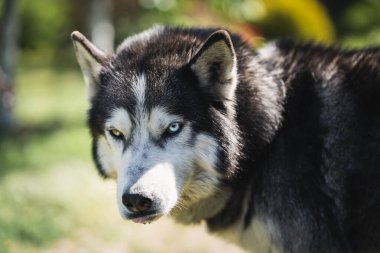 Kızgın köpecik, yakın plan fotoğraf. Yüksek kalite fotoğraf