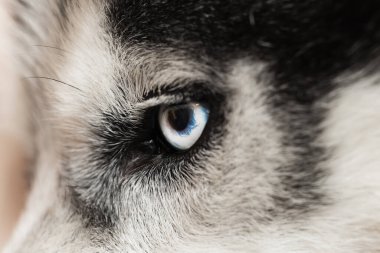 İri bir köpeğin mavi gözü mü? Kapatın. Yüksek kalite fotoğraf