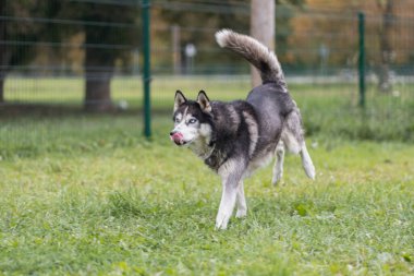 Funny husky dog ??running on the grass. High quality photo