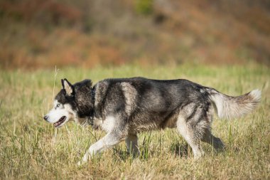 İri bir köpek mi? Bir tarlada yürüyor, yakından bakıyor. Yüksek kalite fotoğraf