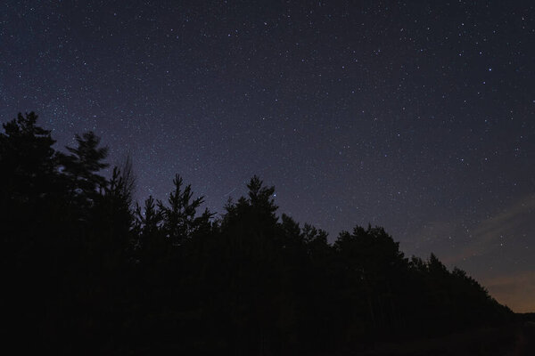 Ночная сцена в лесу в Эстонии. Силуэты деревьев на фоне звездного неба. Высокое качество фото