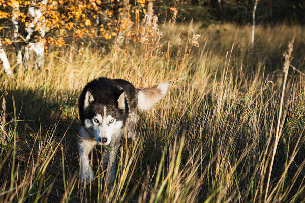 Husky dog ??with multi-colored eyes in the autumn forest. High quality photo